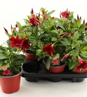 Мандевила D14 H35 - Mandevilla Rio Grande