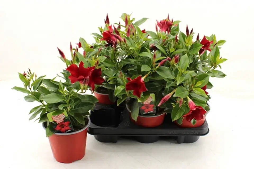 Мандевила D14 H35 - Mandevilla Rio Grande