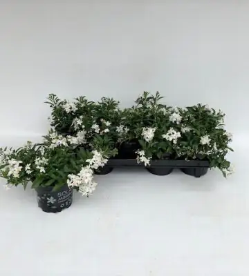 Соланум D12 H20 - Solanum Jasminoides