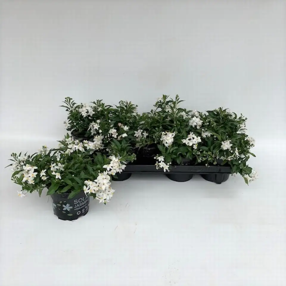 Соланум D12 H20 - Solanum Jasminoides
