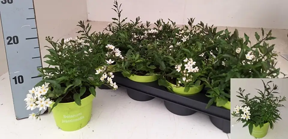 Соланум D12 H20 - Solanum Jasminoides - Image 2