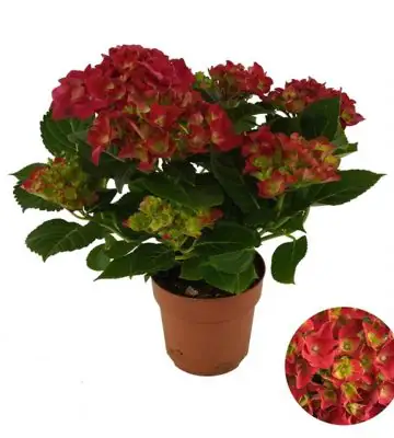 НАЧАЛО 5 Хортензия D14 H40 - Hydrangea Mophead Red