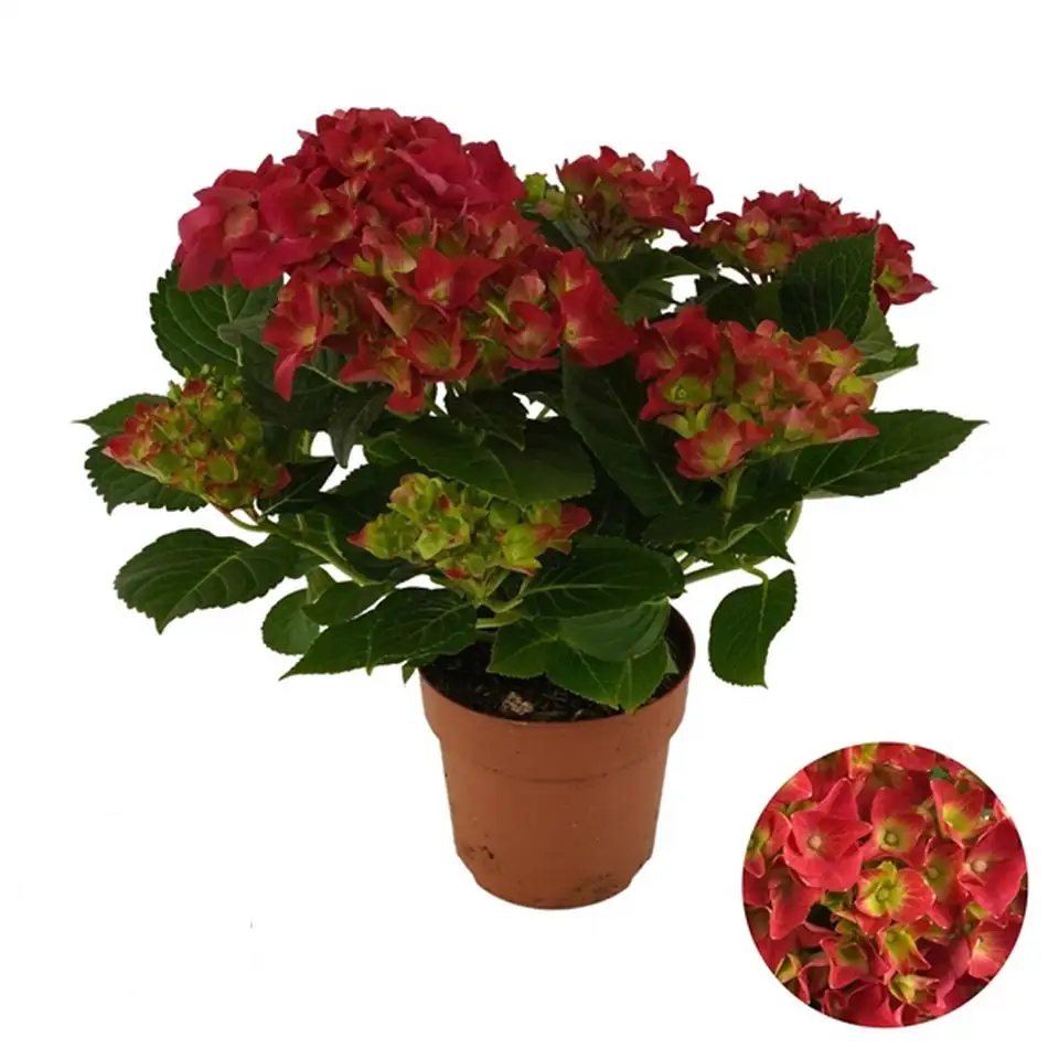 Хортензия D14 H40 - Hydrangea Mophead Red