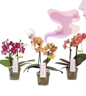 Орхидея ароматна D7 H25 - Phalaenopsis MF Aromio mix