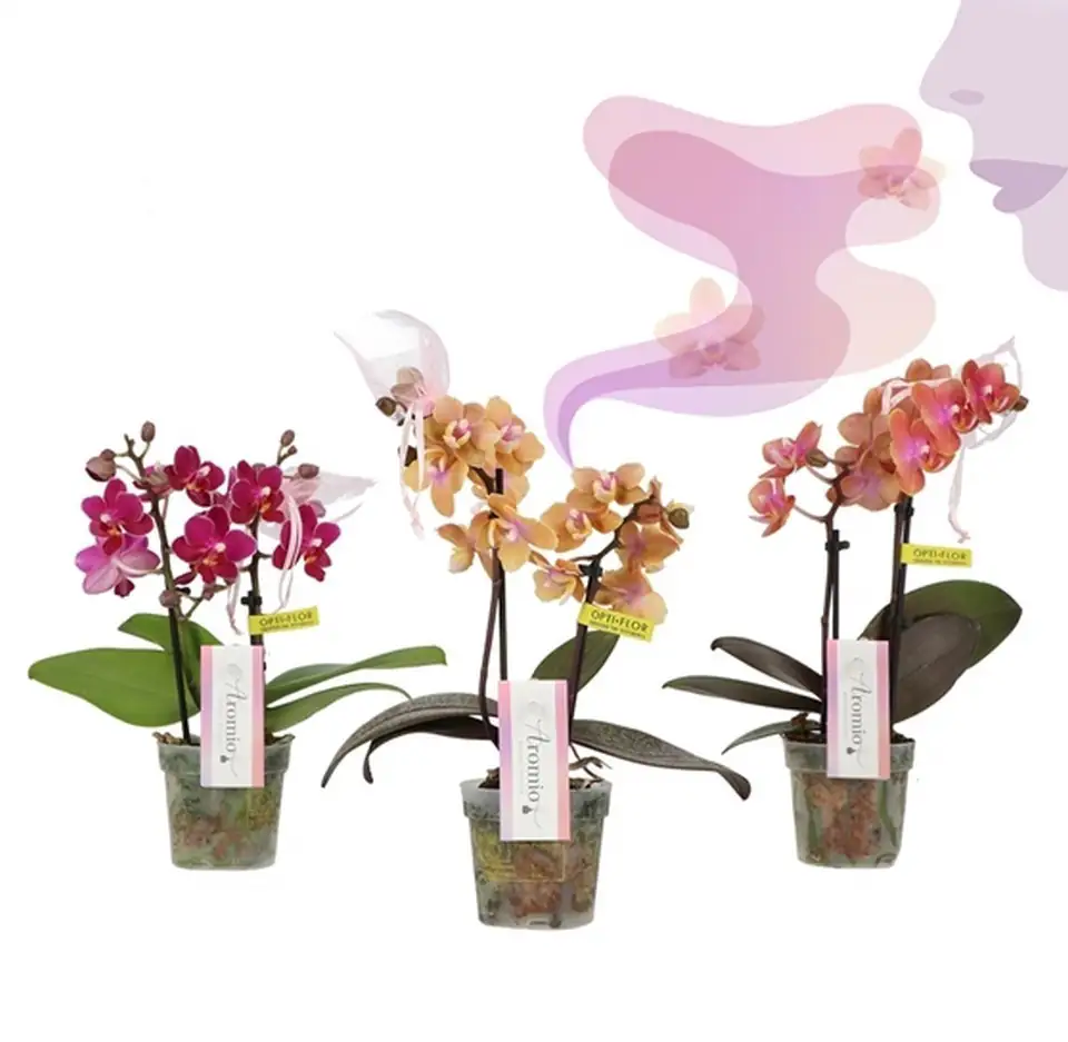 Орхидея ароматна D7 H25 - Phalaenopsis MF Aromio mix
