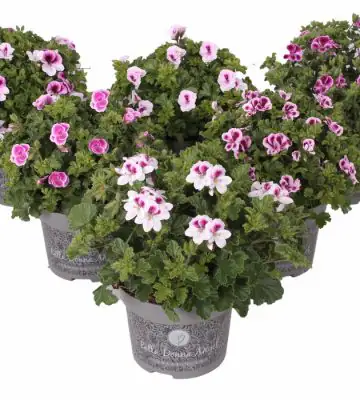 Пеларгониум D12 H20 - Pelarg Angel mix