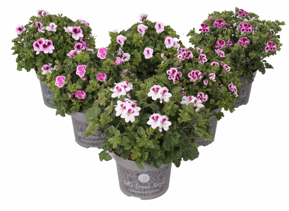 Пеларгониум D12 H20 - Pelarg Angel mix