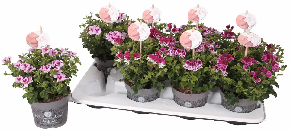 Пеларгониум D12 H20 - Pelarg Angel mix - Image 2