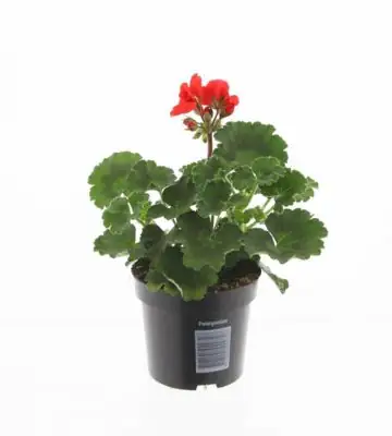 Пеларгониум 10/22 - Pelargonium Zonale F1 Orange