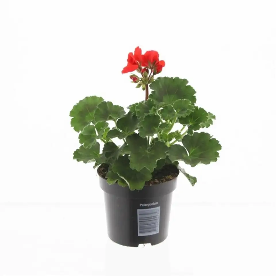 Пеларгониум 10/22 - Pelargonium Zonale F1 Orange
