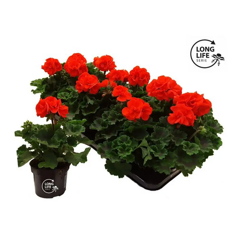 Пеларгониум 10/22 - Pelargonium Zonale F1 Orange - Image 2