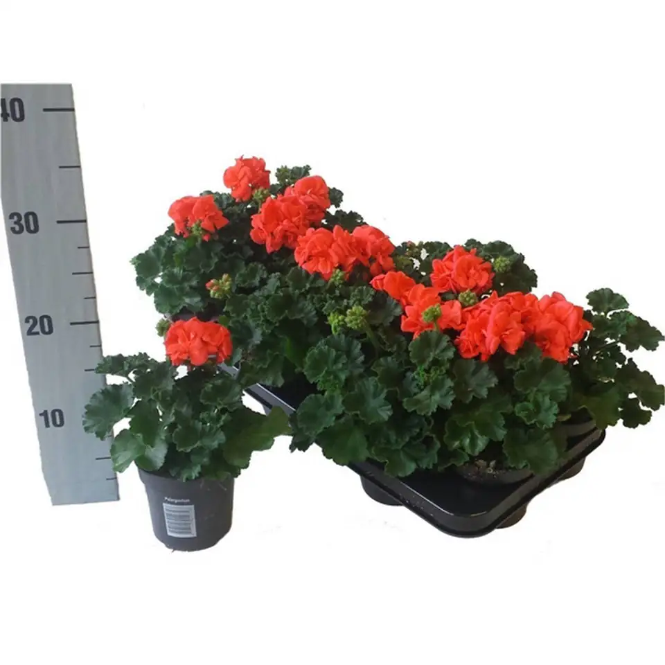 Пеларгониум 10/22 - Pelargonium Zonale F1 Orange - Image 3