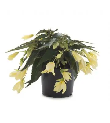 Бегониа D12 H20 - Begonia Beauvilia Lemon