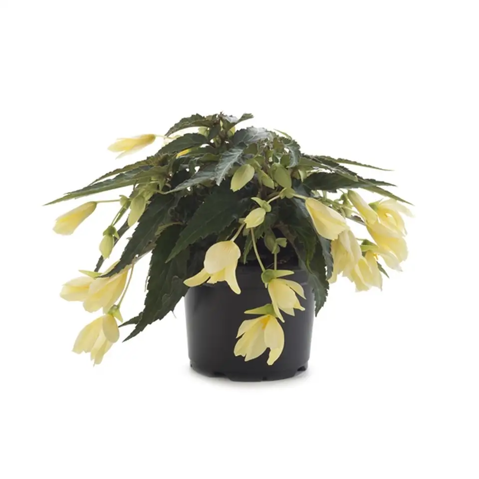 Бегониа D12 H20 - Begonia Beauvilia Lemon