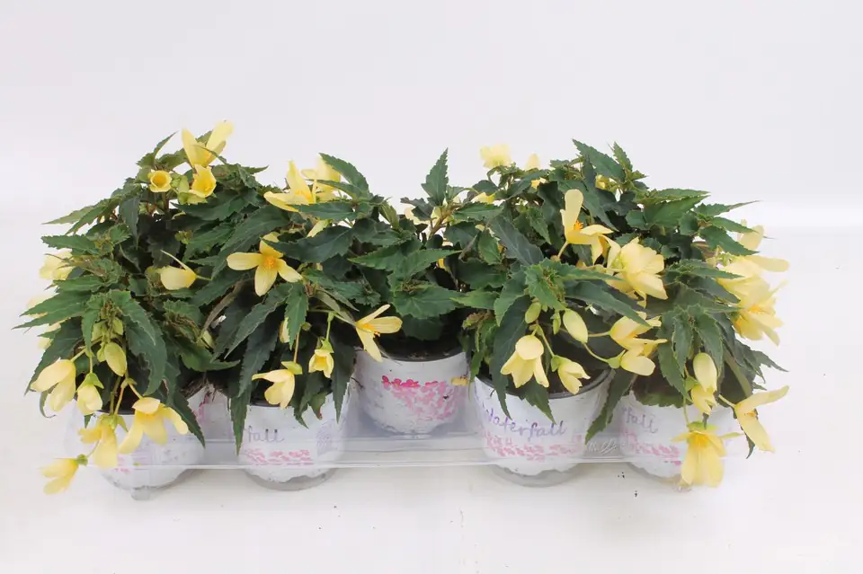 Бегониа D12 H20 - Begonia Beauvilia Lemon - Image 2