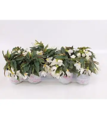 Бегониа D12 H20 - Begonia Beauvilia White