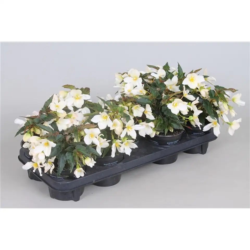 Бегониа D12 H20 - Begonia Beauvilia White - Image 2
