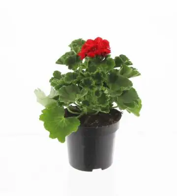 Пеларгониум D10 H25 - Pelargonium Zonale F1 red