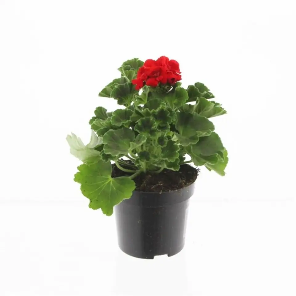 Пеларгониум D10 H25 - Pelargonium Zonale F1 red