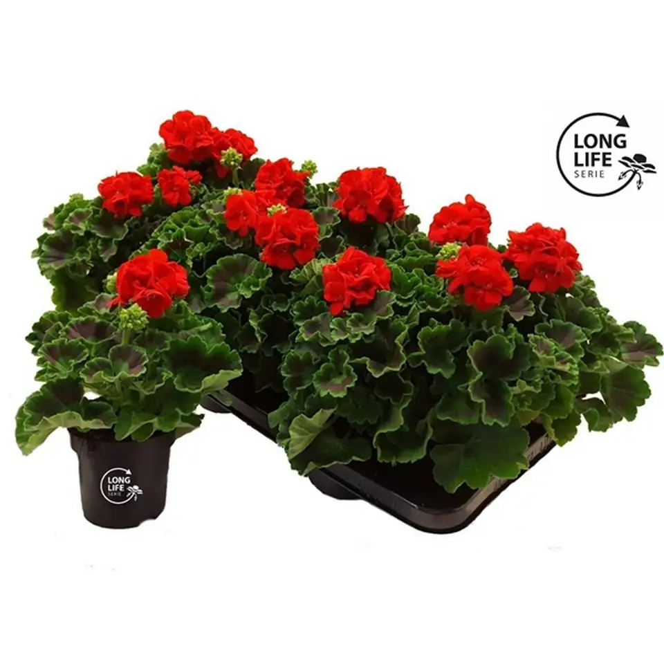 Пеларгониум D10 H25 - Pelargonium Zonale F1 red - Image 2