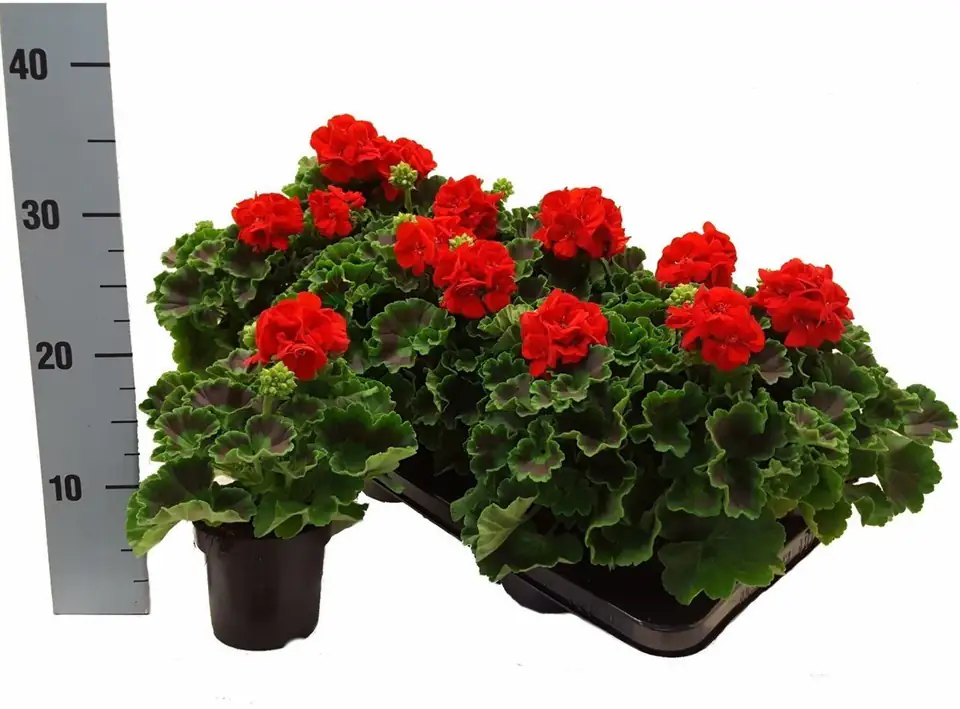 Пеларгониум D10 H25 - Pelargonium Zonale F1 red - Image 3