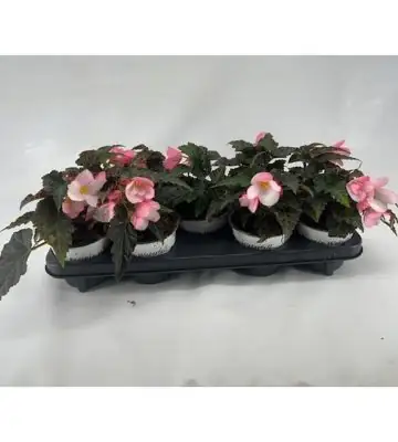 Бегония D12 H30 - Begonia Florencio Applesblossom