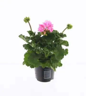 Пеларгониум D10 H25 - Pelargonium Zonale F1 Light Pink