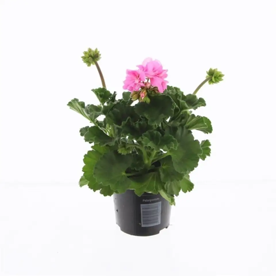 Пеларгониум D10 H25 - Pelargonium Zonale F1 Light Pink