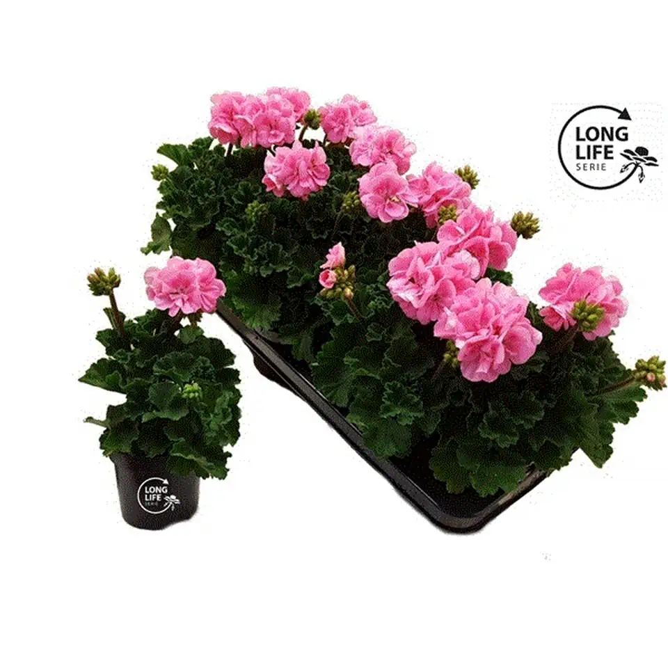 Пеларгониум D10 H25 - Pelargonium Zonale F1 Light Pink - Image 2