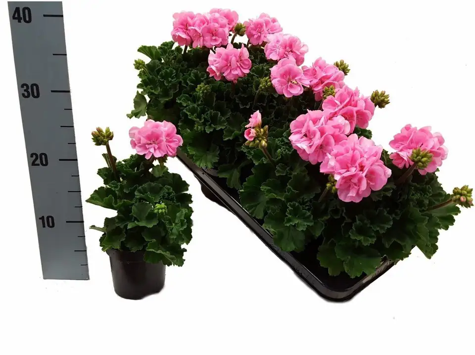 Пеларгониум D10 H25 - Pelargonium Zonale F1 Light Pink - Image 3