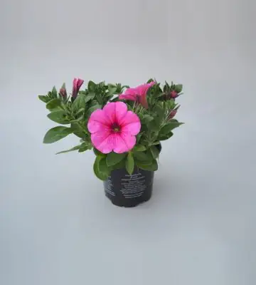 Петуния D10 H20 - Petunia Potunia Plus Pinkalicious