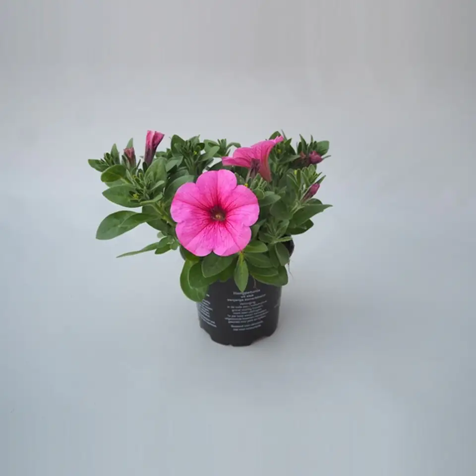 Петуния D10 H20 - Petunia Potunia Plus Pinkalicious