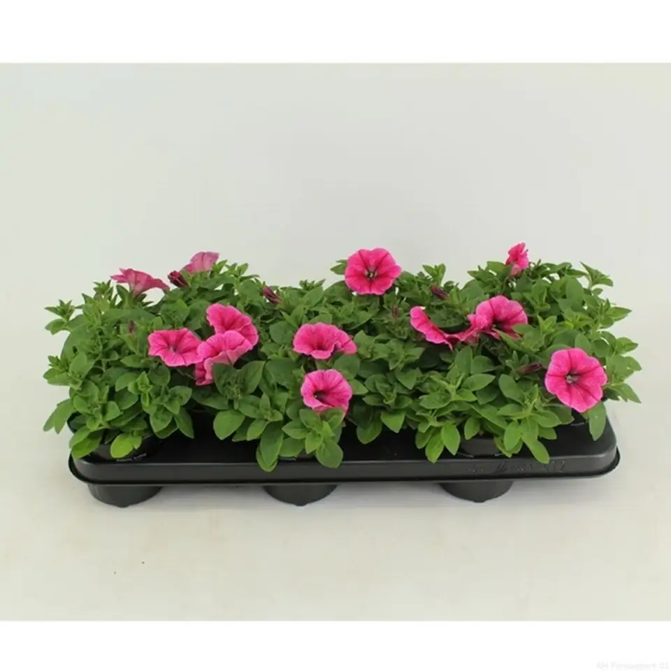 Петуния D10 H20 - Petunia Potunia Plus Pinkalicious - Image 2