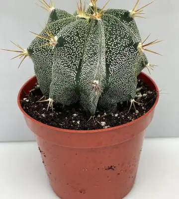 Астрофитум D8.5 H15 - Astrophytum ornatum