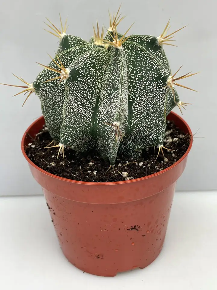 Астрофитум D8.5 H15 - Astrophytum ornatum