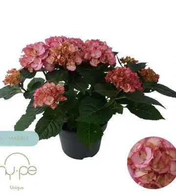 Хортензия D23 H45 - Hydrangea Ave Pink