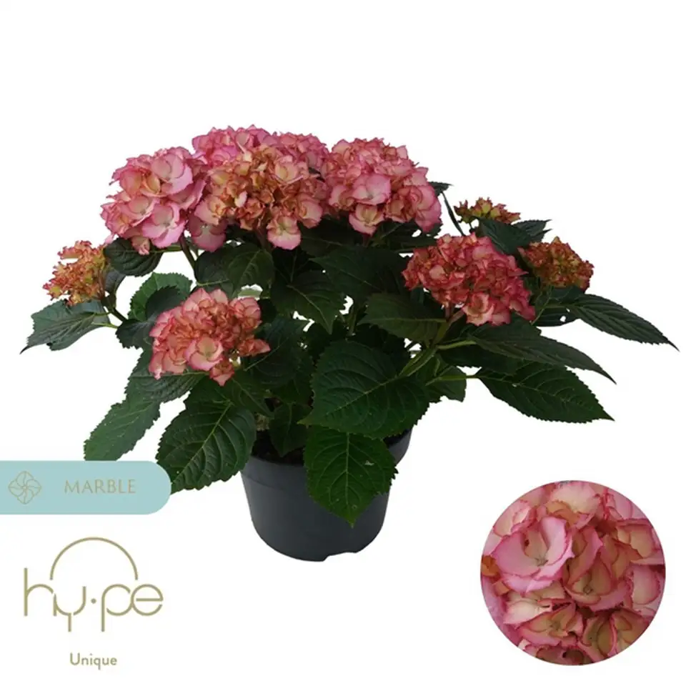 Хортензия D23 H45 - Hydrangea Ave Pink