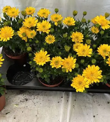 Остеоспермум D10 H22 - Osteospermum Deep Sun