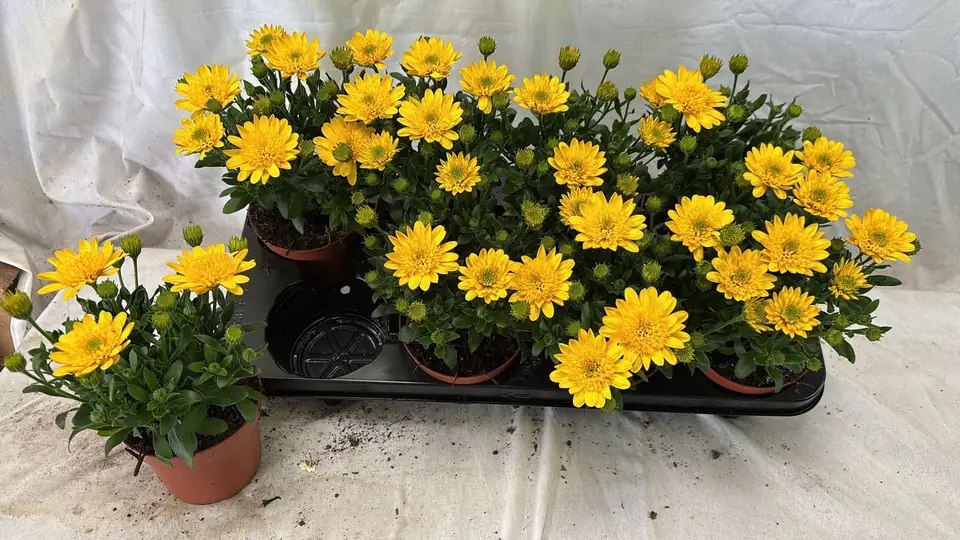 Остеоспермум D10 H22 - Osteospermum Deep Sun