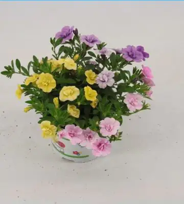 Калибрахоа D13 H20 - Calibrachoa Trixi Petticoat