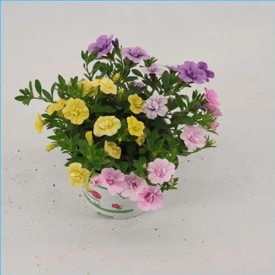 Калибрахоа D13 H20 - Calibrachoa Trixi Petticoat