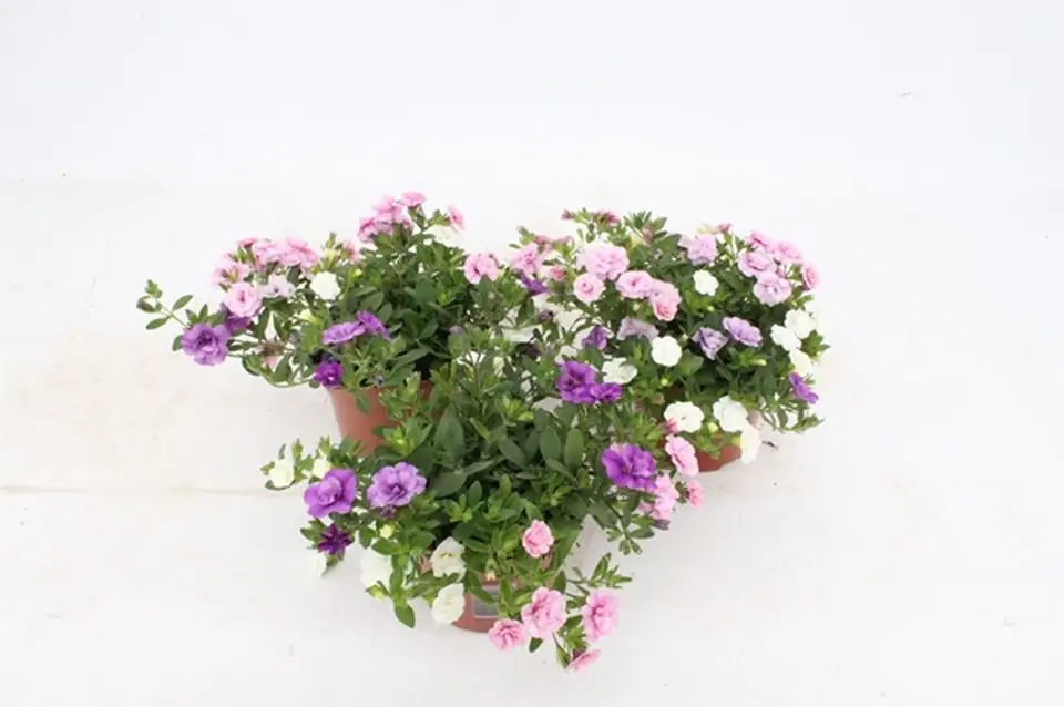 Калибрахоа D13 H20 - Calibrachoa Trixi Petticoat - Image 2