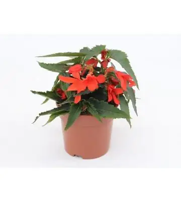 Бегониа D12 H23 - Begonia Encanto Orange