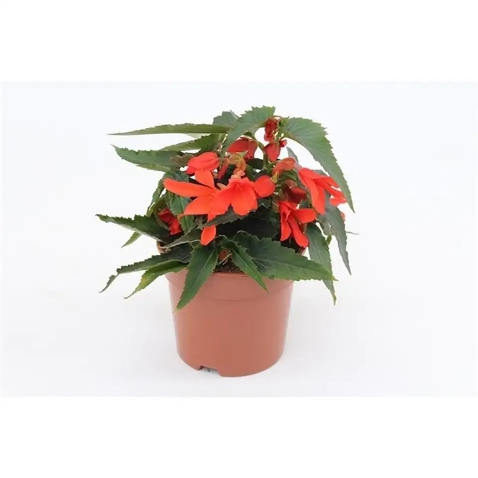 Бегониа D12 H23 - Begonia Encanto Orange