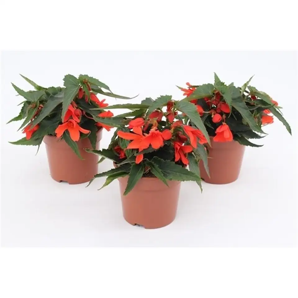 Бегониа D12 H23 - Begonia Encanto Orange - Image 2