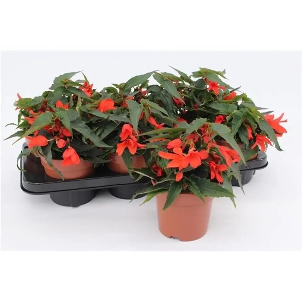 Бегониа D12 H23 - Begonia Encanto Orange - Image 3