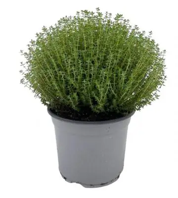 Мащерка D18 H40 - Thymus Vulgaris Faustini