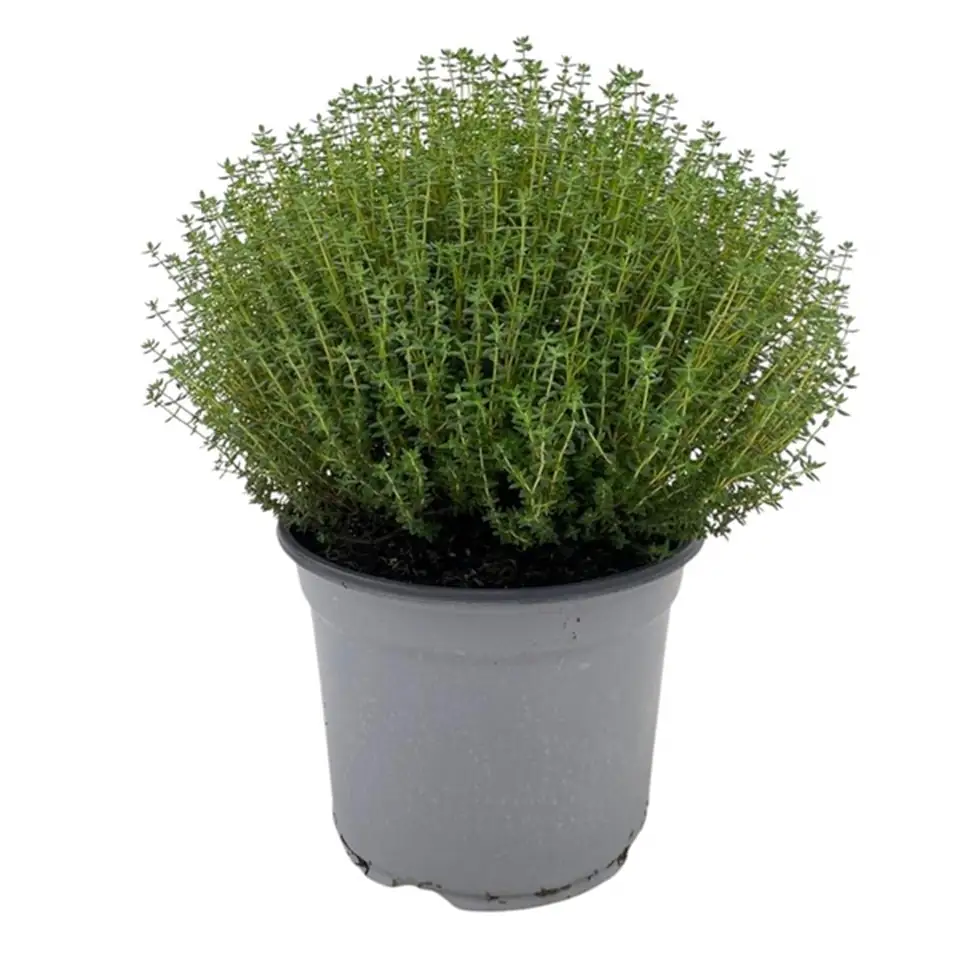 Мащерка D18 H40 - Thymus Vulgaris Faustini