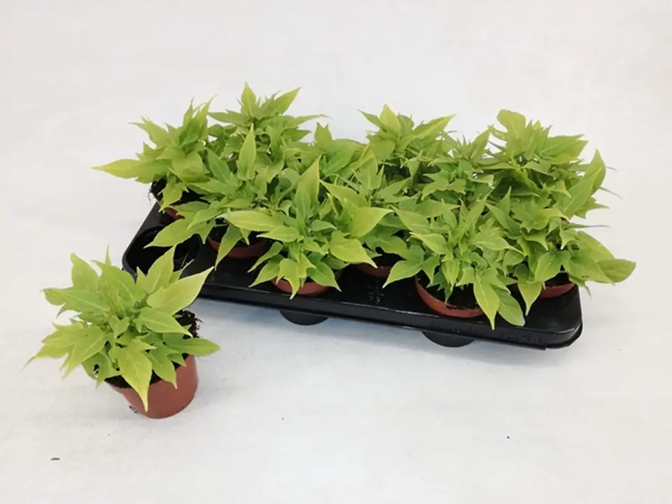 Ипомоея D10 H20 - Ipomoea batatas green - Image 2