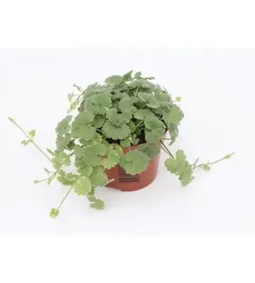 Непета D10 H10 - Nepeta Hederacea